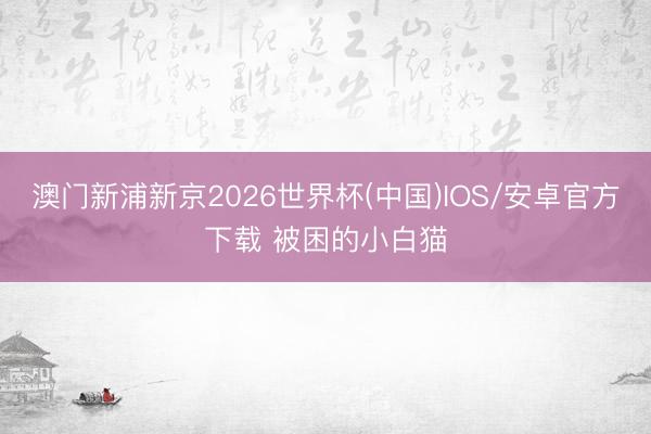 澳门新浦新京2026世界杯(中国)IOS/安卓官方下载 被困的小白猫